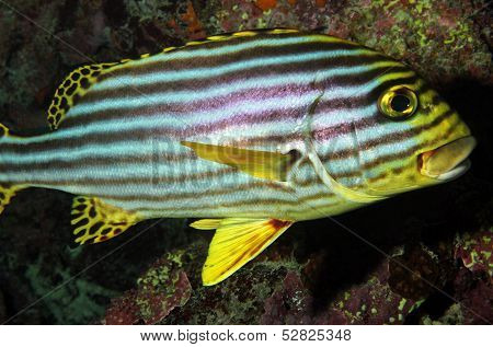 Oriental Sweetlips