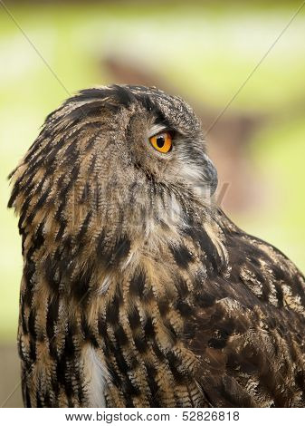 Portrait Of A Eurasian Eagle-owl (bobu Bubo)