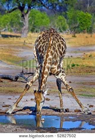Giraffe drinking rom waterhole