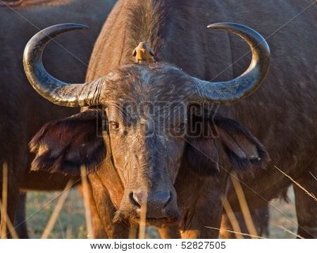 Buffalo & OxPecker