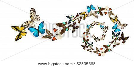 Many different beautiful butterflies