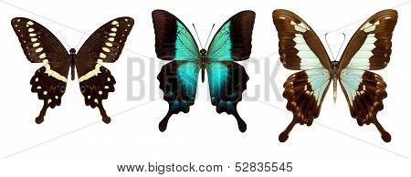 Many different beautiful butterflies
