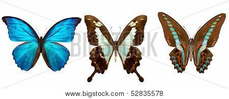 Many different beautiful butterflies