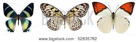 Many different beautiful butterflies