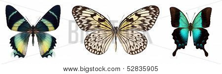 Many different beautiful butterflies