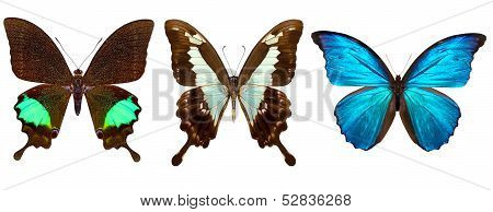 Many different beautiful butterflies