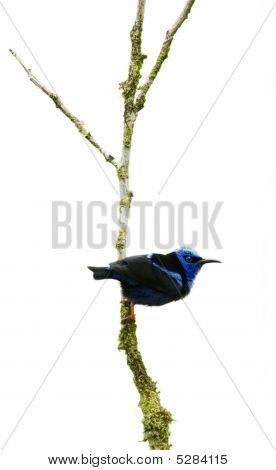 붉은 다리 Honeycreeper