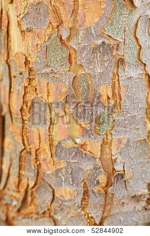 Wood Background