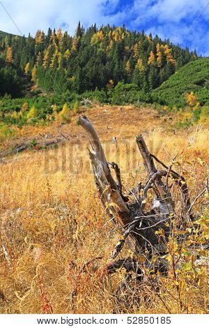 Autumn Forest At Ziarska Dolina - Valley In High Tatras, Slovakia