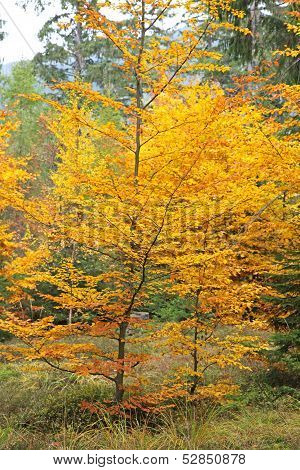 Autumn Forest At Ziarska Dolina - Valley In High Tatras, Slovakia