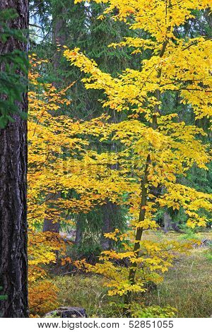 Autumn Forest At Ziarska Dolina - Valley In High Tatras, Slovakia