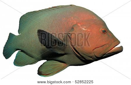 Redmouth Grouper isolated on white background