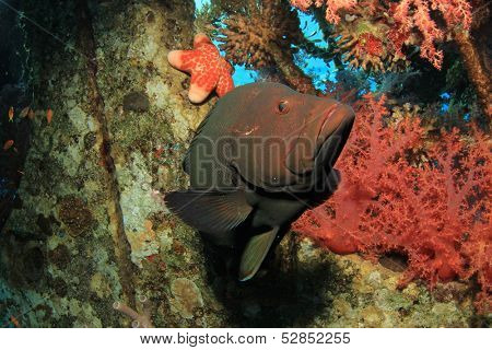 Redmouth Grouper fish underwater