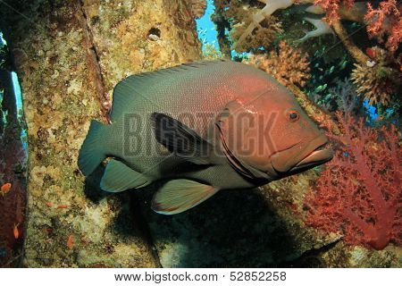 Redmouth Grouper fish underwater