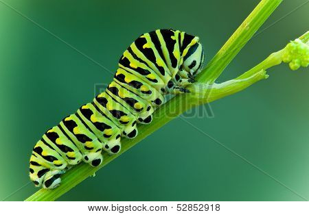 Swallowtail Larva
