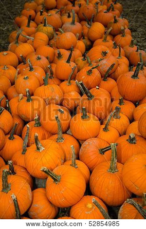 Lots Of Pumpkins