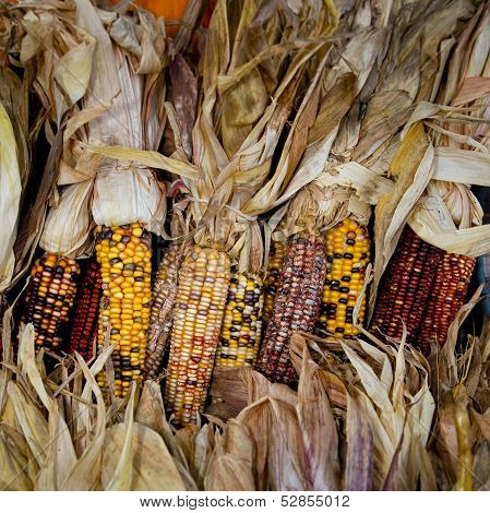 Corn On The Cob