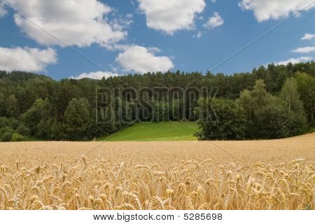 Pšeničné pole