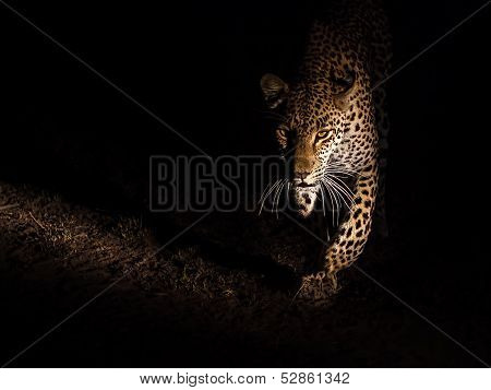 From the Shadows