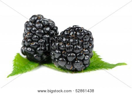 Blackberries With Green Leaves Isolated On White Background