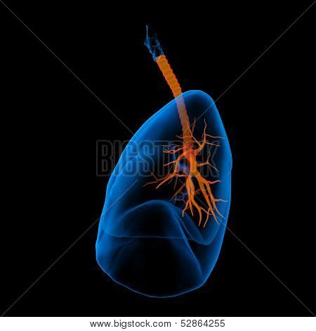 3D medical illustration - lungs with visible bronchi -side view