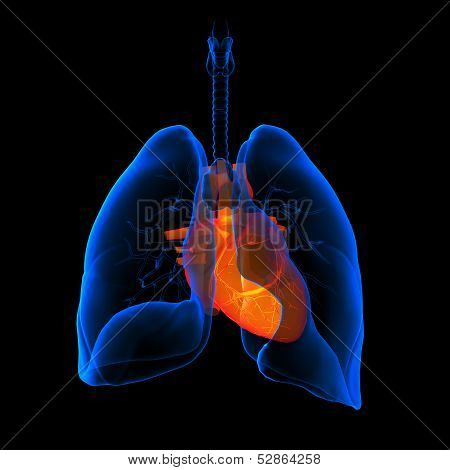 3D medical illustration - lungs with visible heart -back view