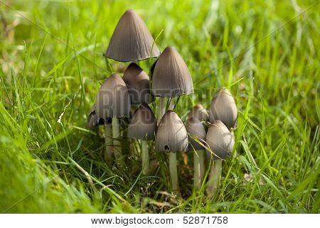 Coprinus Atramentarius