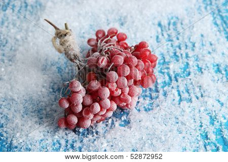 Red berries of viburnum with ice crystals, on blue background