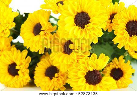 Beautiful yellow chrysanthemum close up