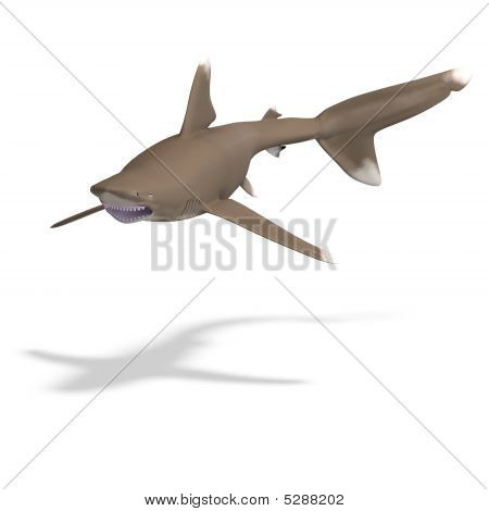 Okyanus Whitetip köpekbalığı