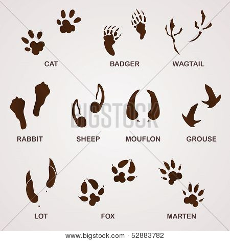 Wildlife Tracks