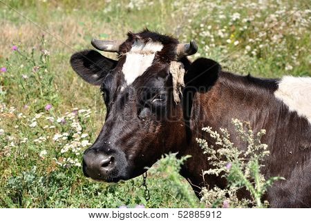 Portrait Of A Cow