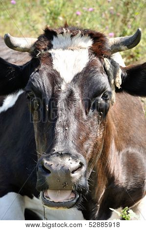 Portrait Of A Cow
