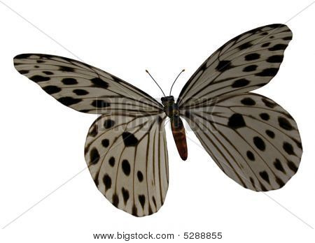 Béžové Butterfly