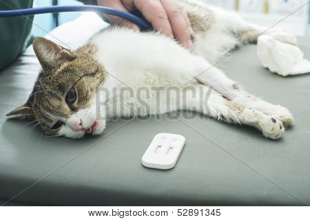 Veterinary Blood Test