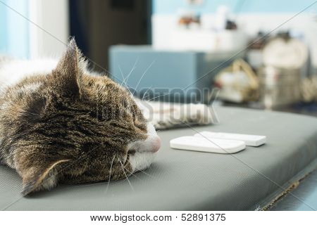 Veterinary Blood Test