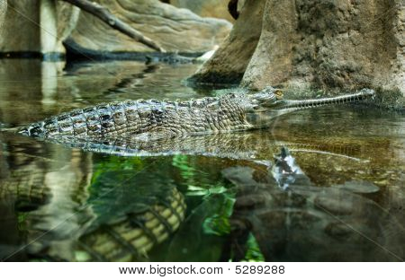 Gangeszi gaviál (gavial)