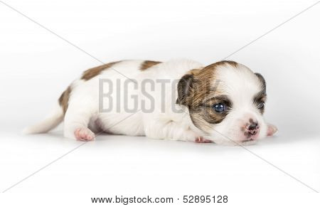 tiny three weeks old Chihuahua puppy