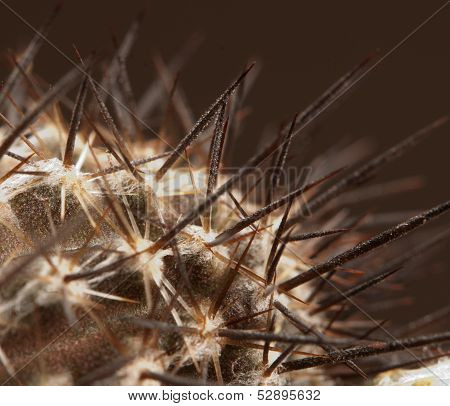 Cactus Echinopsis (setiechinopsis) Mirabilis