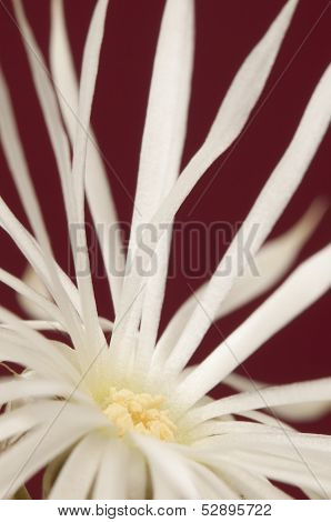 Flowering Cactus