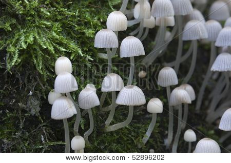 Mushrooms On A Stump
