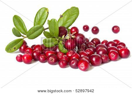 Ripe Cranberries