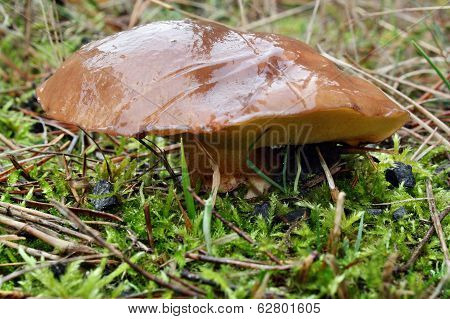 Mushroom Suillus Luteus