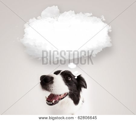 Cute black and white border collie with empty cloud bubble above her head