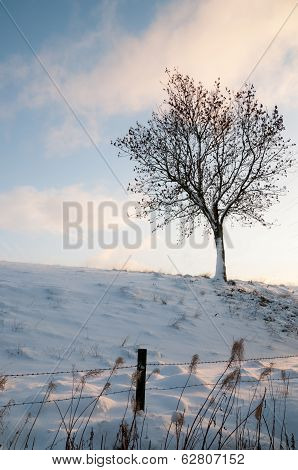 Lone Tree On Snowy Hill