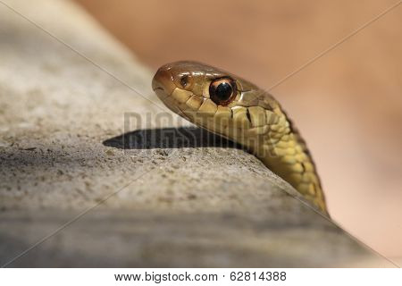 Garter Snake (thamnophis Sirtalis)