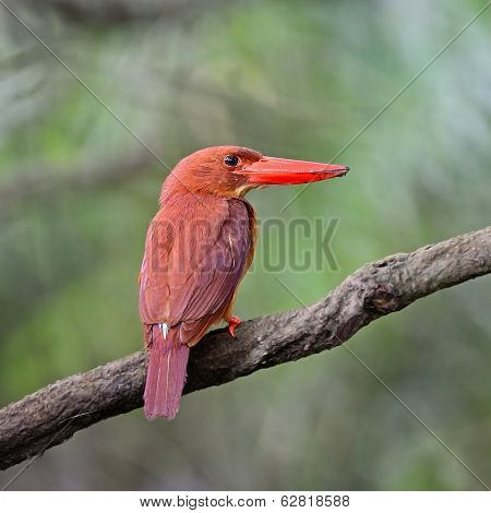 Male Ruddy Kingfisher