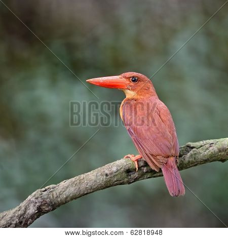 Female Ruddy Kingfisher