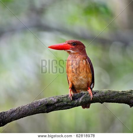 Female Ruddy Kingfisher