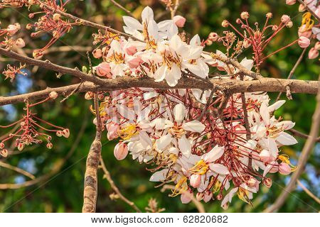 Pink Cassia Or Pink Shower